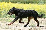 BEAUCERON 936